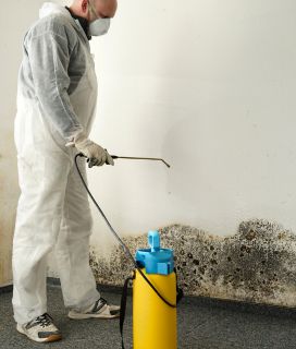 mold remediation 